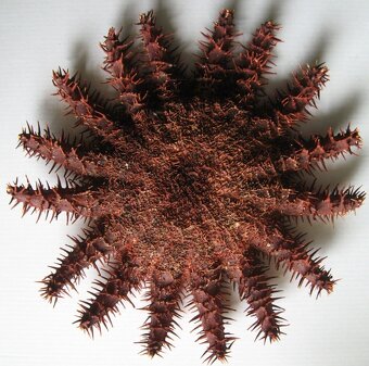 Muschelverkaufsausstellung 28. 3. BRNO - 14