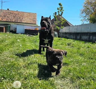 Cane corso mit Stammbaum - 14