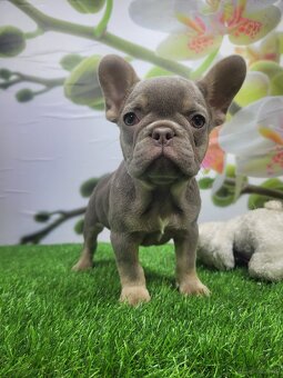 Französische Bulldogge - 14