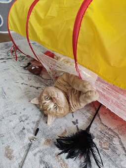 Britisch Kurzhaar Katzen - 14