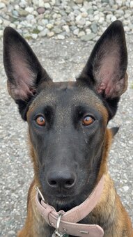 Cane Corso x Malinois Welpen - 14