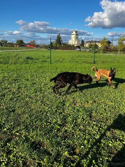Welpen Malinois x Cane Corso - 14