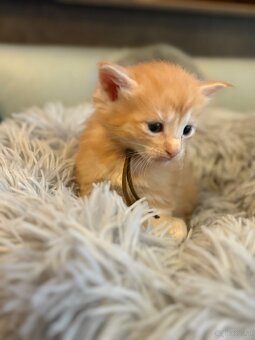 Maine Coon Kitten - 14
