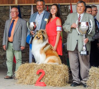 Collie Langhaar Welpen (FCI Stammbaum) - 14