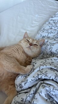 2 liebevolle Katzen suchen ein neues Zuhause 🐾 - 14