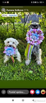 Schnauzer miniatúrne white - 14