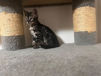 Bengal kitten in besonderen Farben - 14