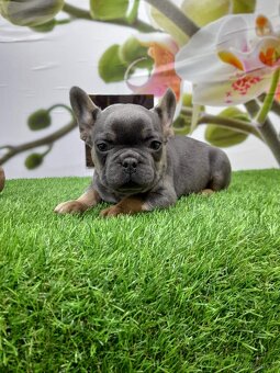 Französische Bulldoggen - 14