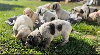 Spinone italiano - 14