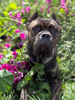 Malinois x Cane Corso Welpen - 14