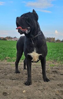 Cane corso mit Stammbaum - 14