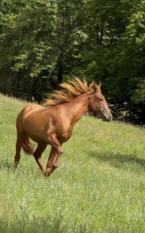Lusitano Hengst PSL - 14