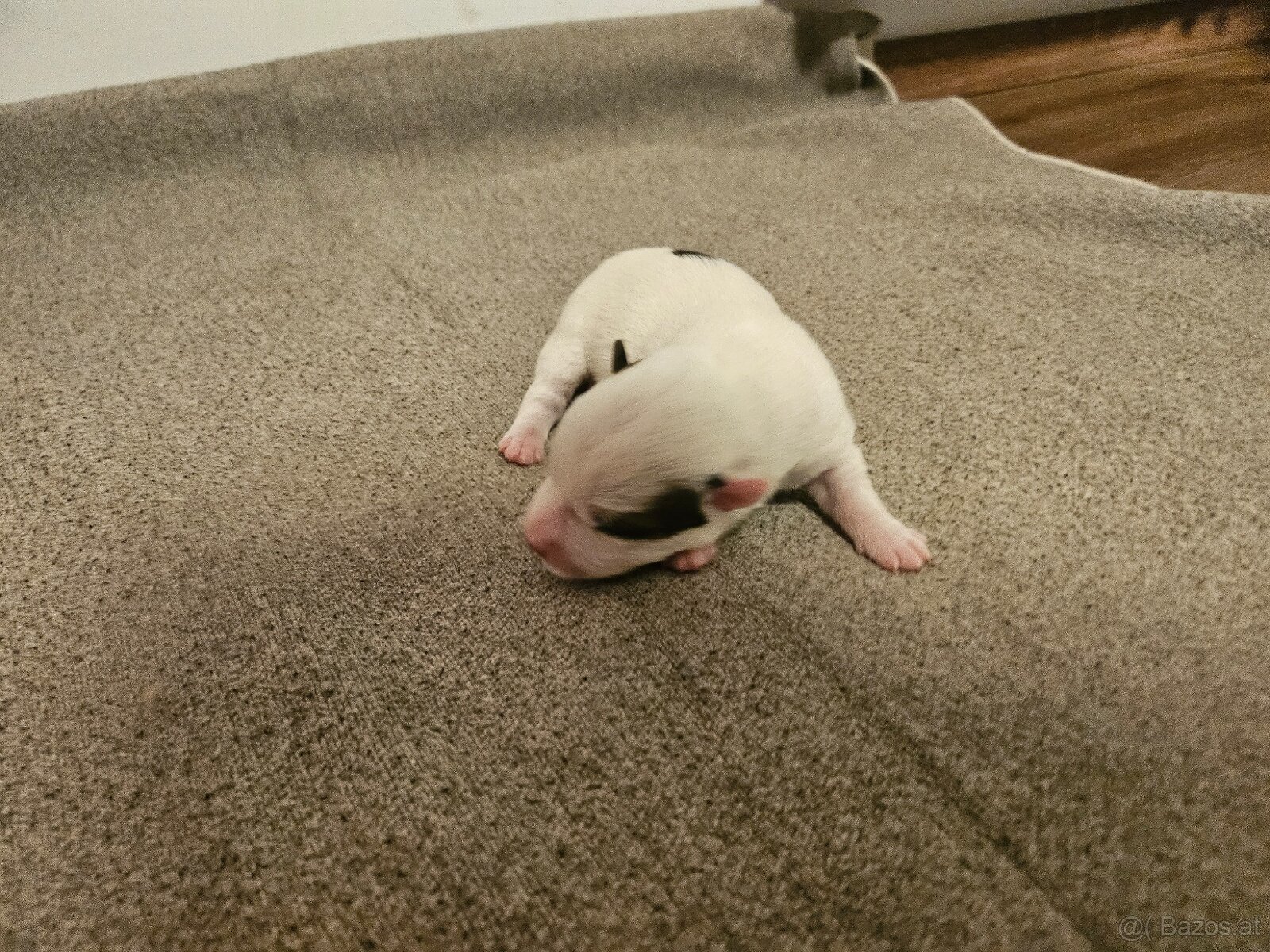 Jack Russell Terrier Welpen gew.13.04.2026 - 15