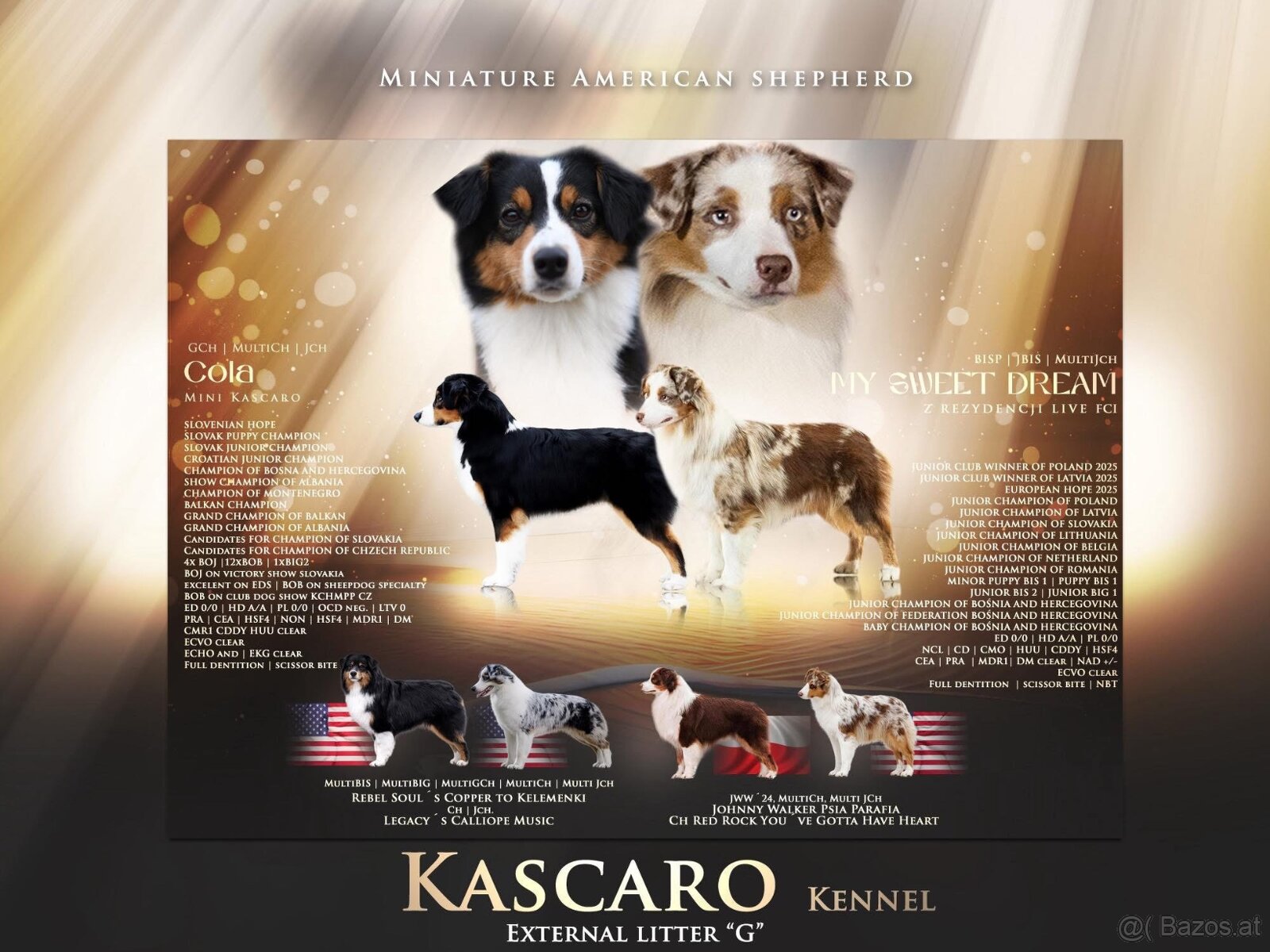 Miniature American Shepherd FCI - 15