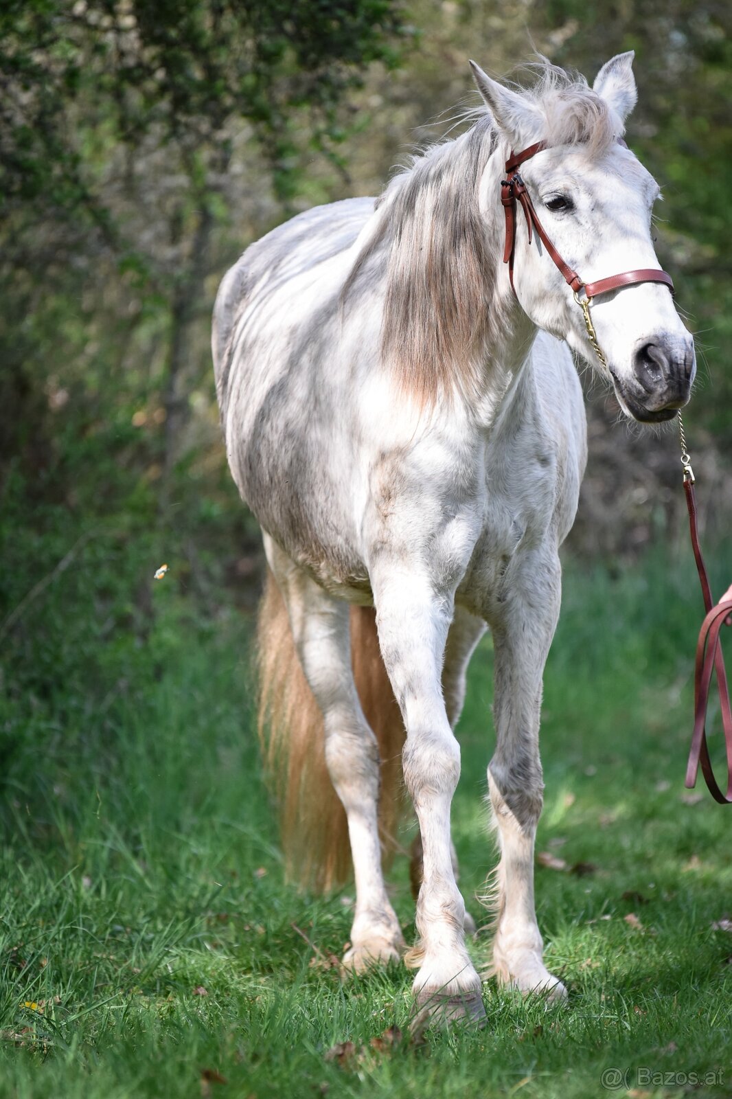 Lusitano Hengst PSL - 15