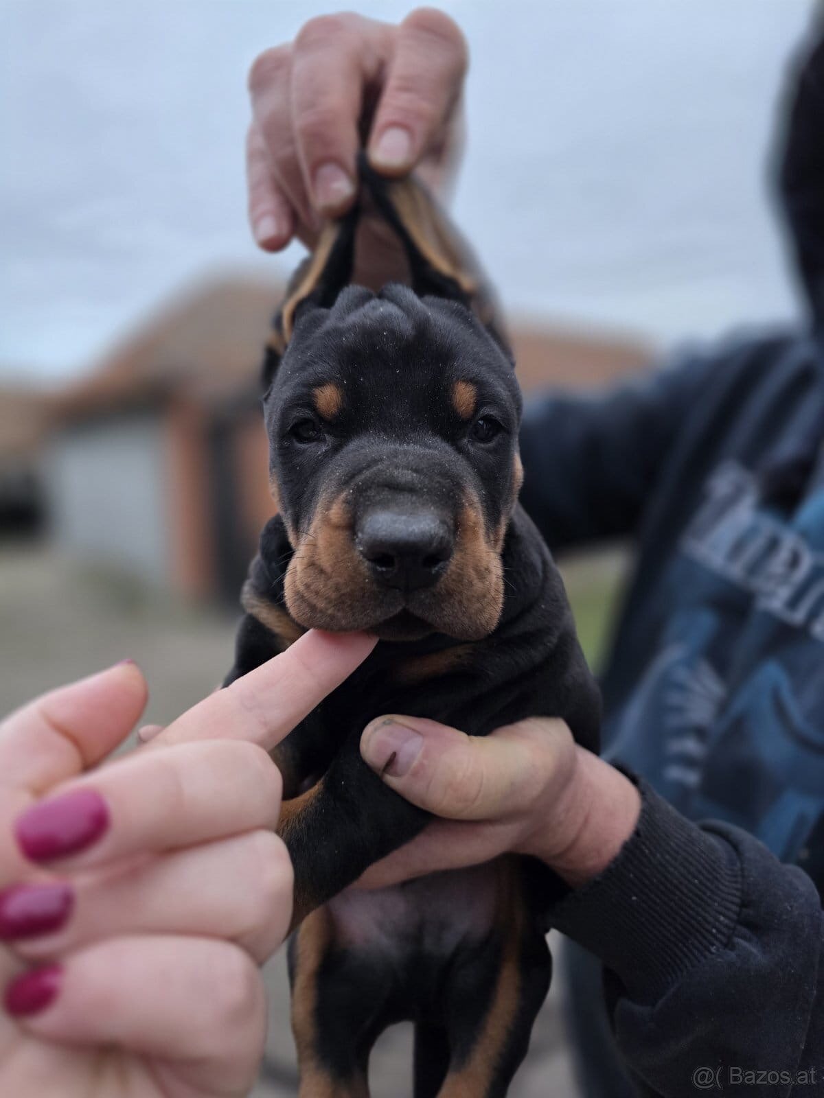 Doberman welpen mit PP - fci hunde - 15