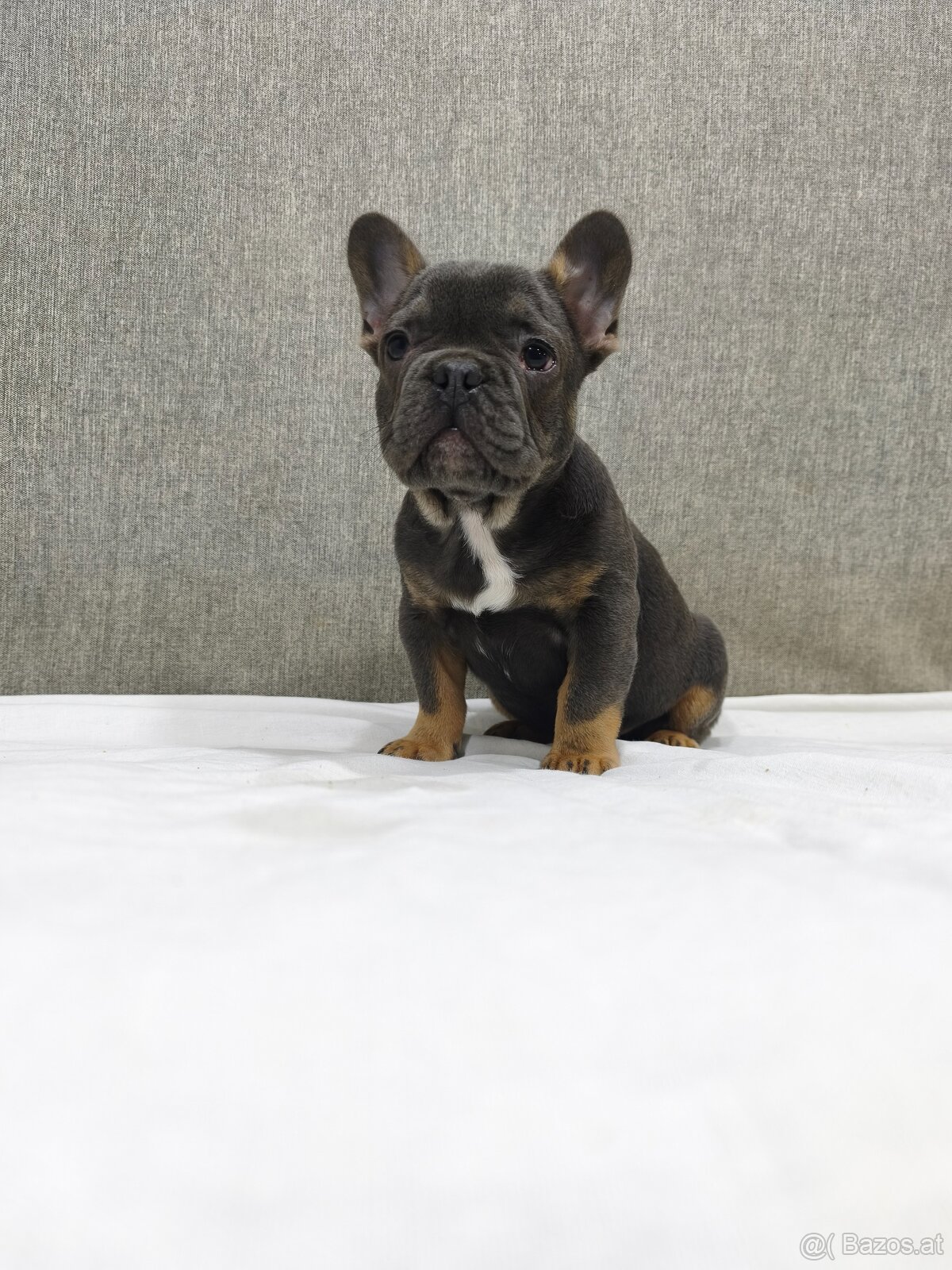 Französischen Bulldog - 15