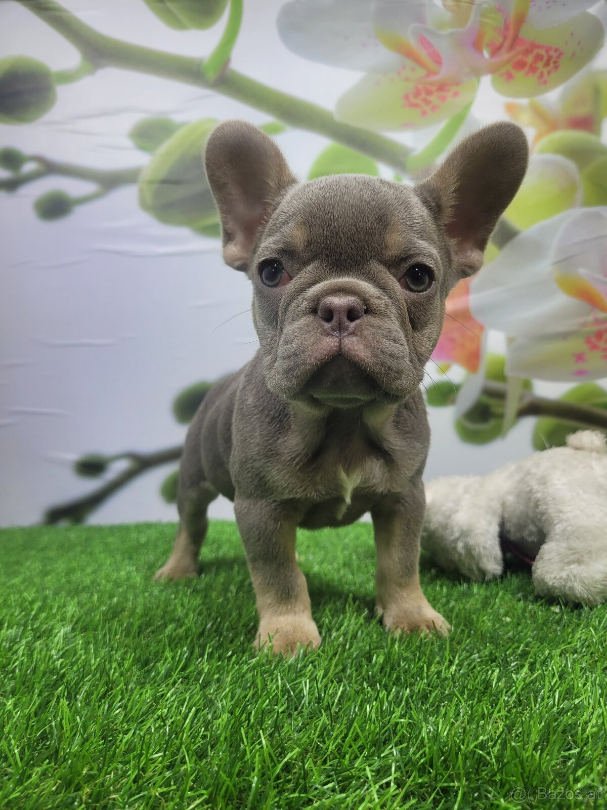 Französische Bulldogge - 15