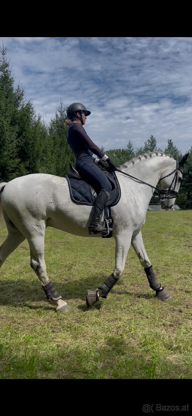 Kladruber horse - 15