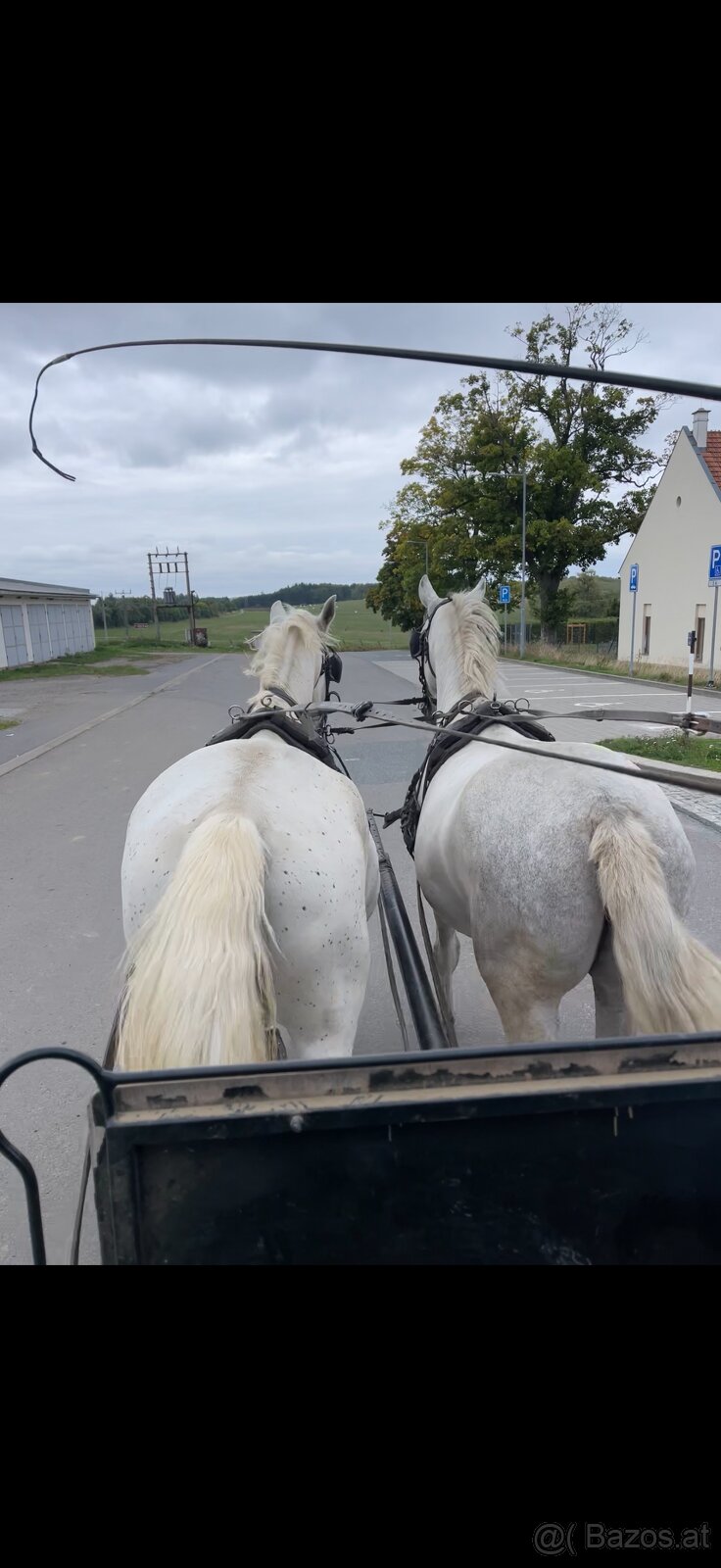 Kladruber horse - 15