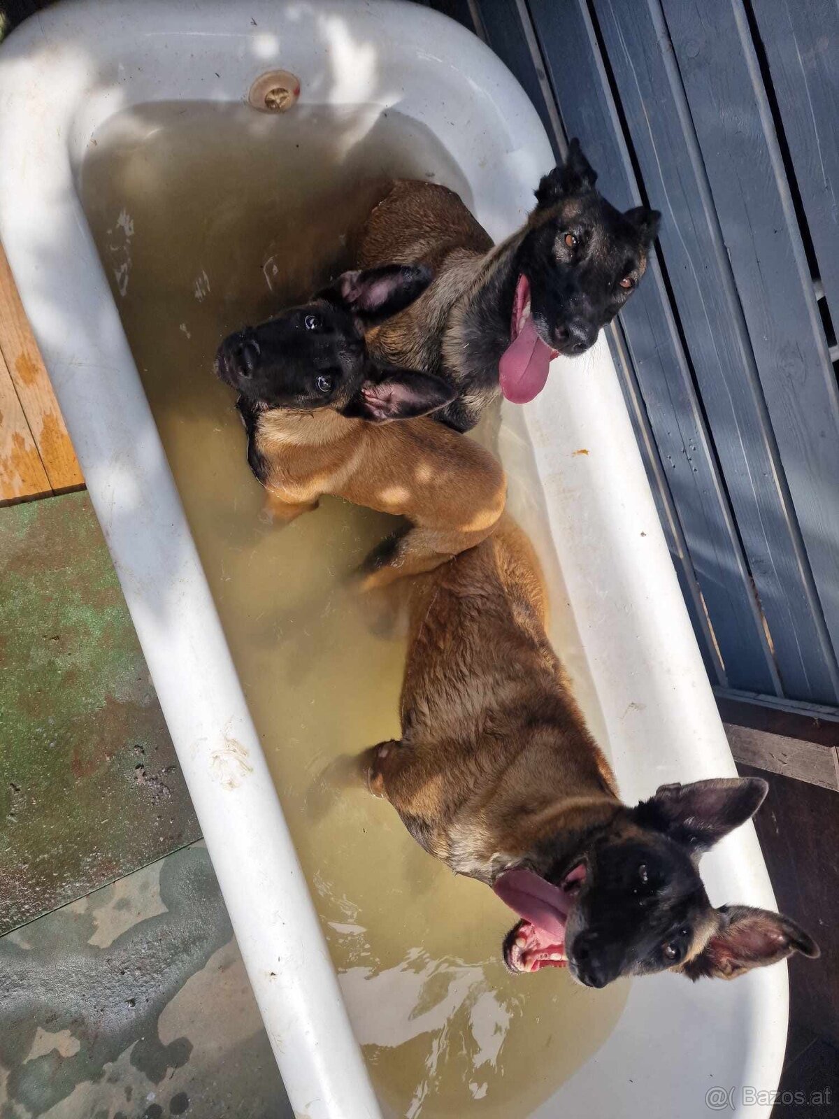 Welpen Malinois x Cane Corso - 15