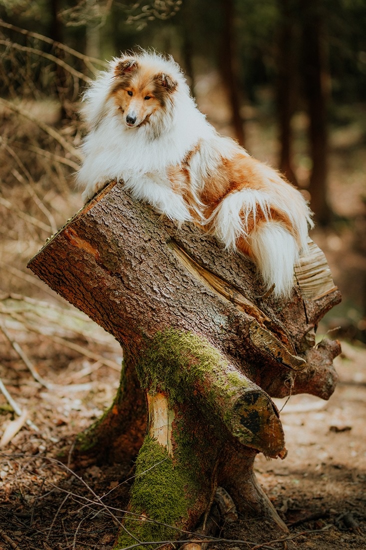 Collie Langhaar Welpen (FCI Stammbaum) - 15