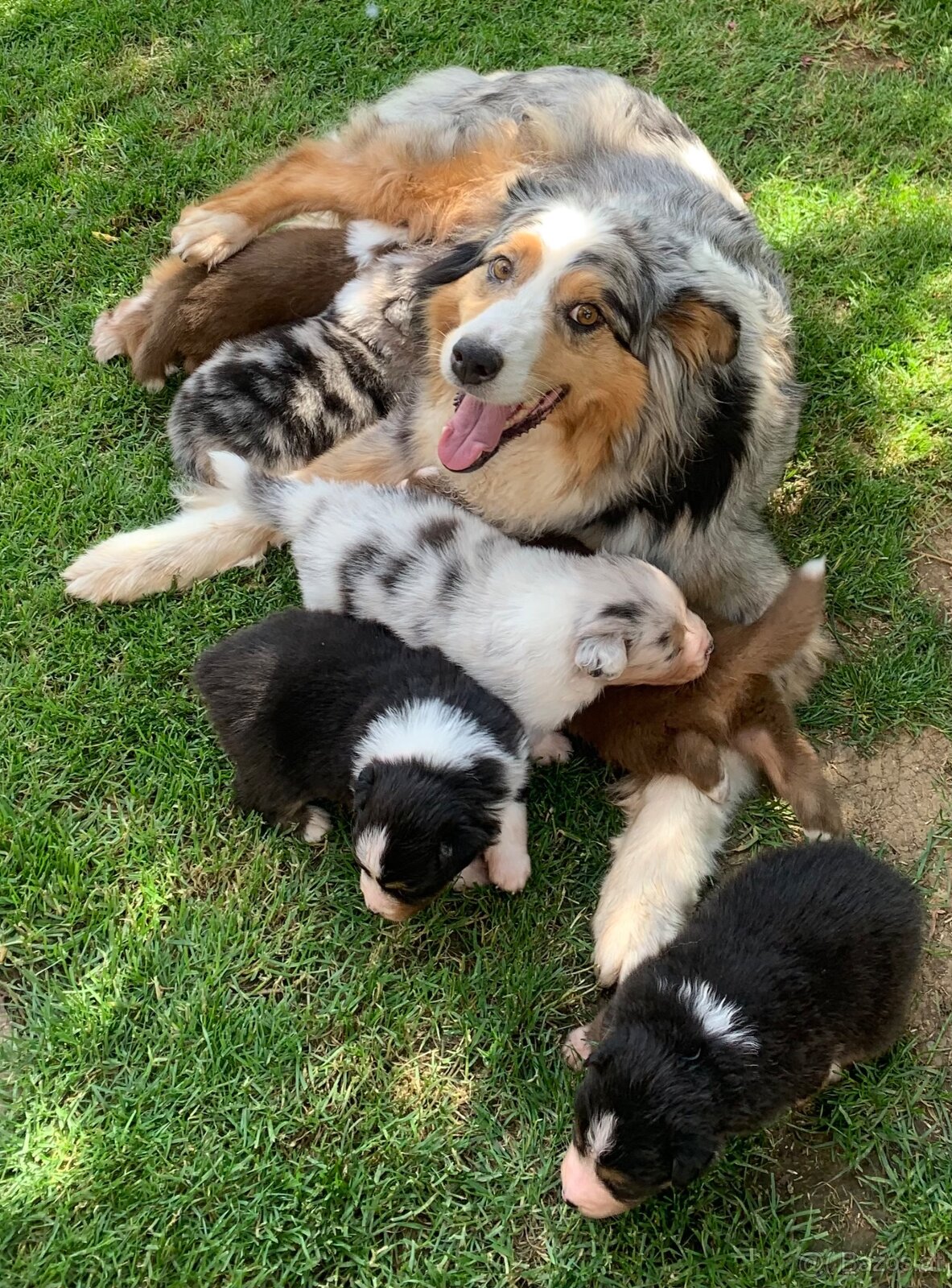 Australian shepherd - 15