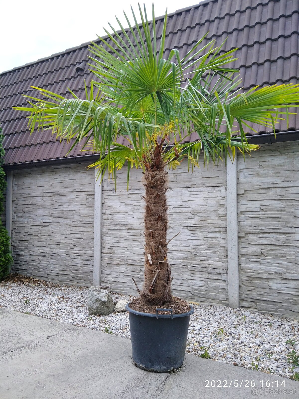 Winterharten palmen Trachycarpus Fortunei - 15