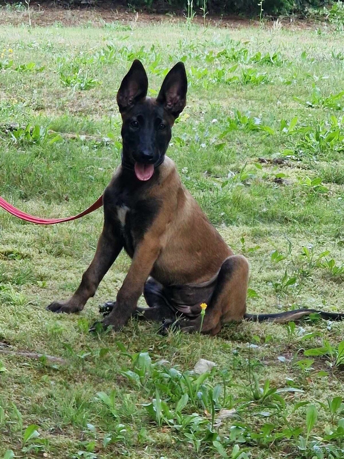 Malinois x Cane Corso Welpen - 15