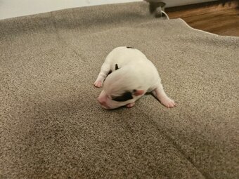 Jack Russell Terrier Welpen gew.13.04.2026 - 15