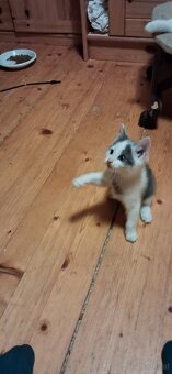 Süsse (langhaar) katzenbabys suchen liebevolles zuhause - 15