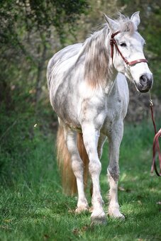 Lusitano Hengst PSL - 15