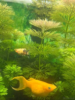 Mollys, Platys und noch mehr zum verkaufen 🐟 - 15