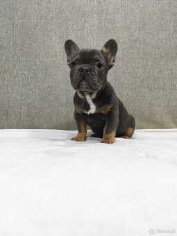 Französischen Bulldog - 15