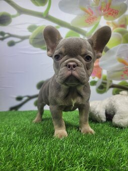 Französische Bulldogge - 15