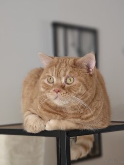 Britisch Kurzhaar Katzen - 15