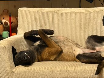 Wurfankündigung Malinois x Cane Corso - 15