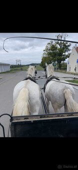 Kladruber horse - 15