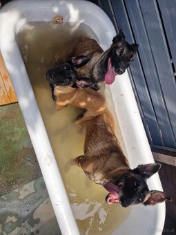 Welpen Malinois x Cane Corso - 15