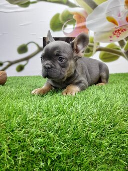 Französische Bulldoggen - 15