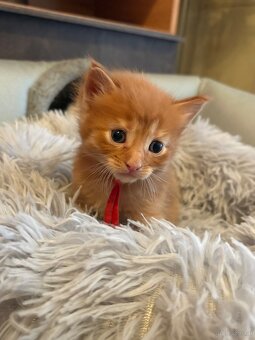 Maine Coon Kitten - 15