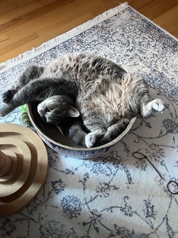 Britischmix Katze - 15