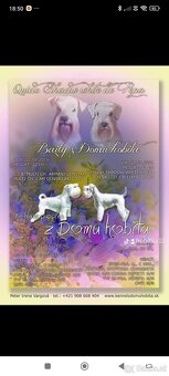 Schnauzer miniatúrne white - 15