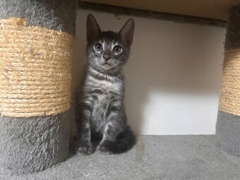 Bengal kitten in besonderen Farben - 15