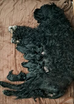Portugiesischer Wasserhund- Welpen Abgabe Ende September - 15