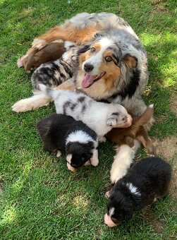 Australian shepherd - 15