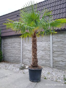 Winterharten palmen Trachycarpus Fortunei - 15
