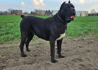 Cane corso mit Stammbaum - 15