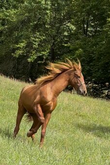 Lusitano Hengst PSL - 15