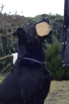 Beauceron-Welpen - 15